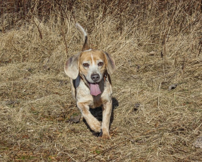 It really is all about the dogs. Who doesn’t love a happy, enthusiastic beagle sniffing up dinner?