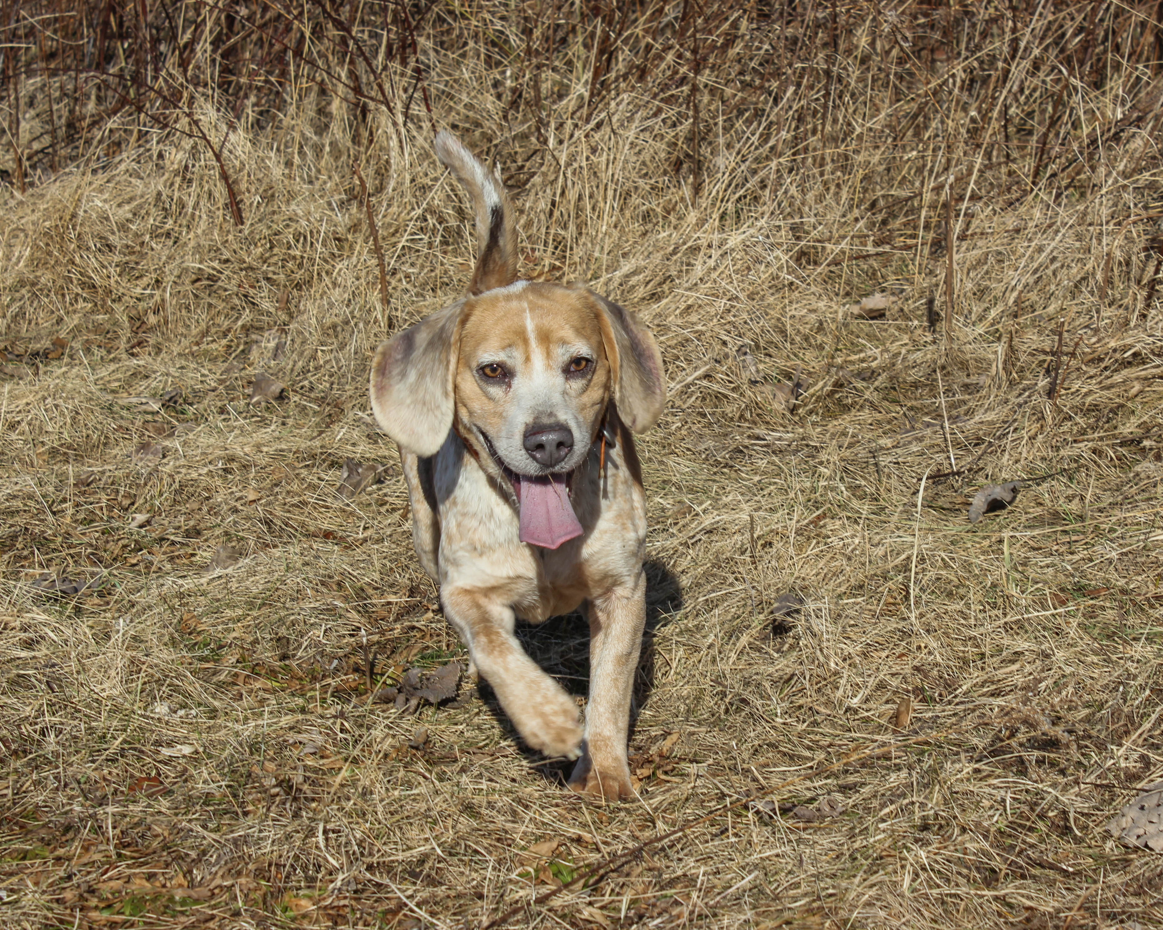 Rabbits and Beagles—An Old Hunt Made New