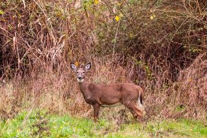 Taking note of the patterns of deer—where they enter and exit a field—will help you pick your stand.