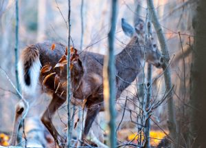 A trail camera can gather information while you’re not there.