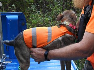 Hunter orange keeps you visible to other hunters, even in heavy cover. Don’t forget your K9 hunting companions when it comes to safety.