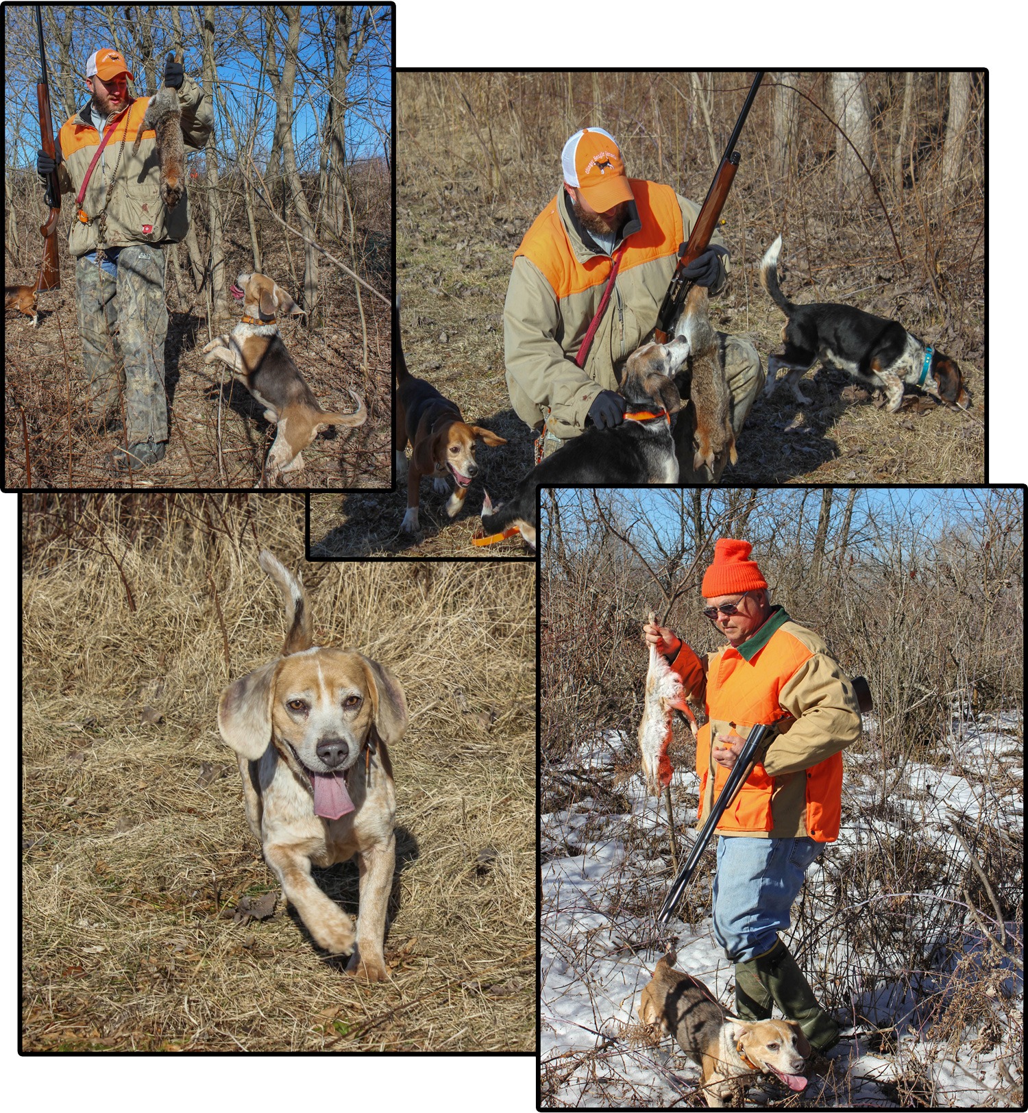 Rabbits and Beagles—An Old Hunt Made New