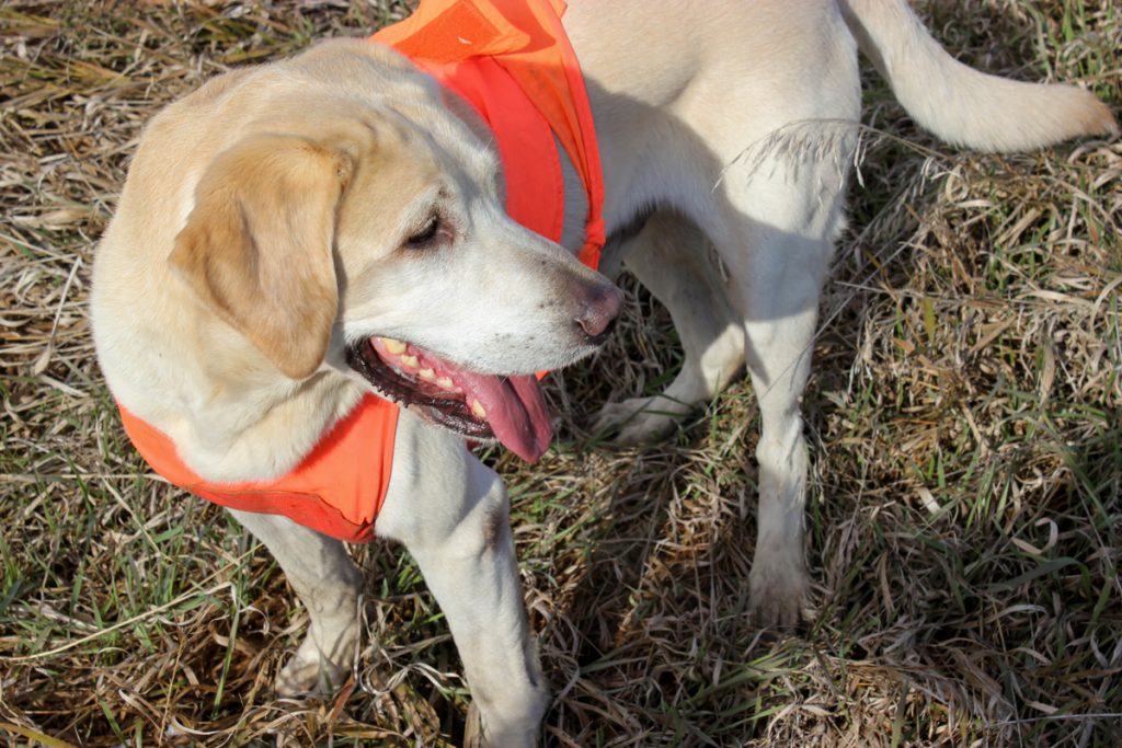 It’s absolutely possible to hunt pheasants solo, but your chances of success will be greatly improved with the help of a bird dog.