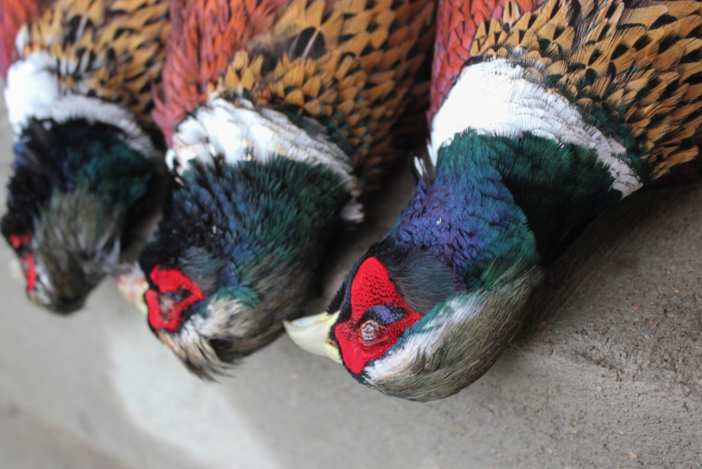 Few birds are more beautiful than rooster pheasants.