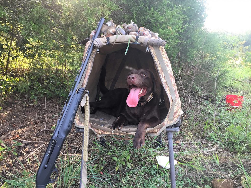 With other hunters and dogs constantly moving around the field, make sure your young hunters practice safe gun handling at all times. Photo C. Grubb