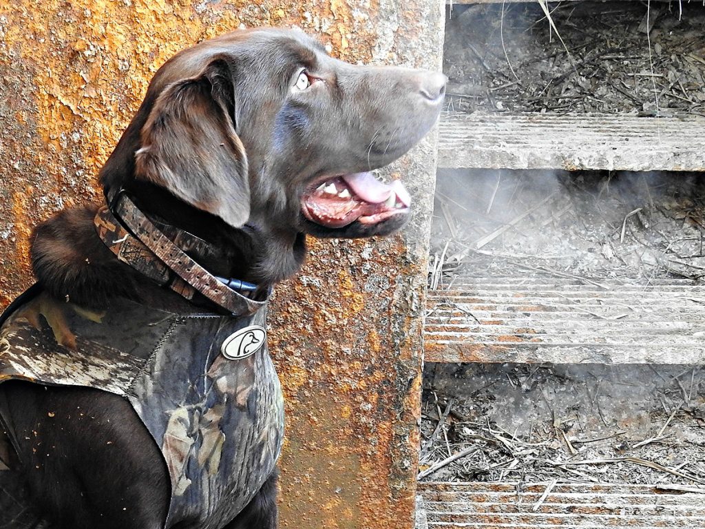 Dogs and kids are perfect together, but don’t let an excited dog create a dangerous situation in the blind. Make sure your hunters know that no shots are to be fired while the dog is out of the blind.