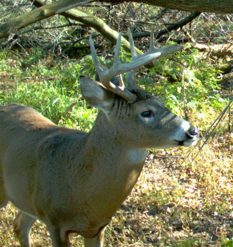 “Soft” drives encourage deer to move cautiously, not flee at breakneck speed. This gives standers better shot opportunities and diminishes the need for shots on running game.