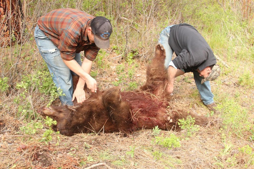 This is not the way to do it, two Idaho guides (“tough guys”) who never wear gloves when skinning bears. They may not have cut themselves yet, and they might never, but the small scratches that are on everyone’s hands from daily life in the outdoors is an open invitation for infection.