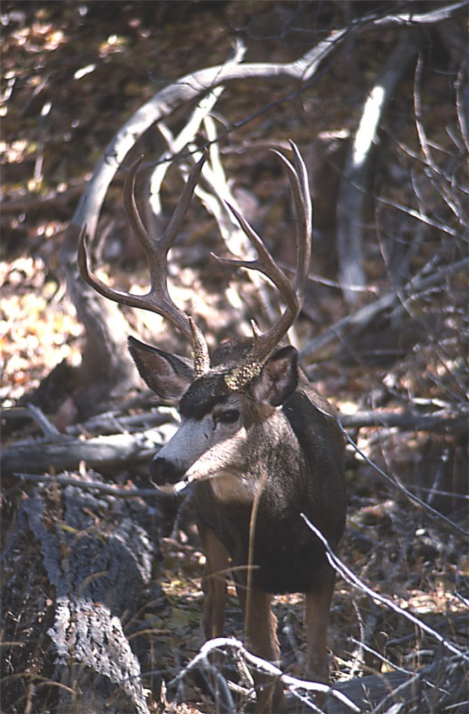 The rut is the time when you have your best chance to spot an older buck on its feet in the open during legal shooting hours.