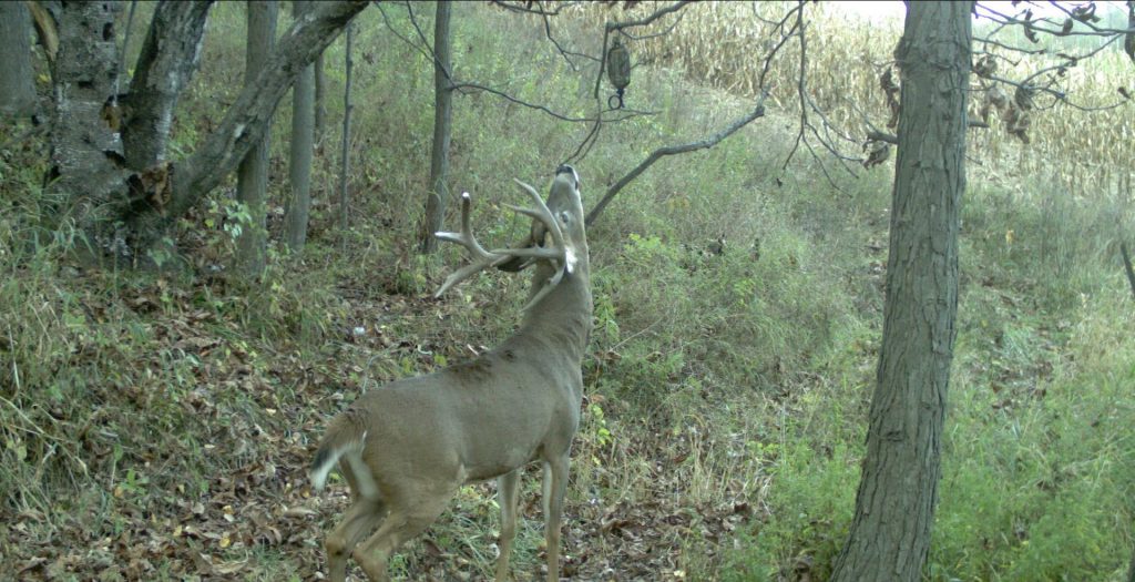 Only by planning and preparing well ahead of time can you up your odds for getting a crack at a dandy buck.