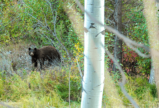 Montana Black Bear