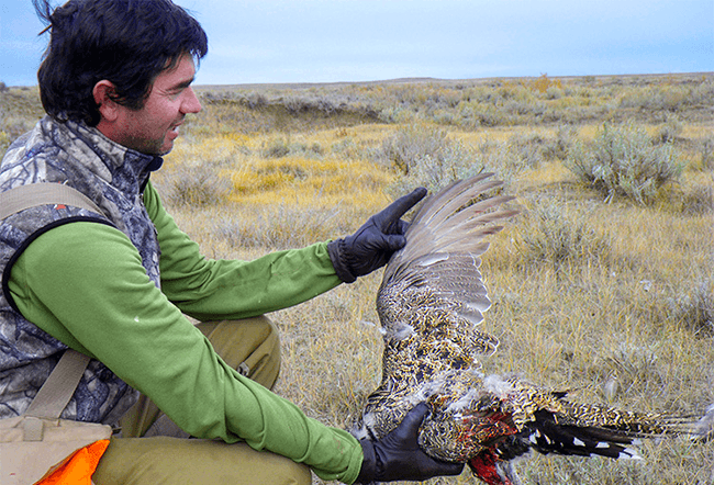 Wyoming Sage Grouse