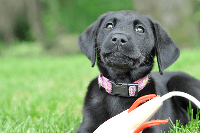 Black Lab - Dog Breed and Bloodline