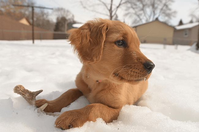 Puppy Shed Hunting