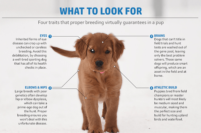 What to look for in a hunting Puppy