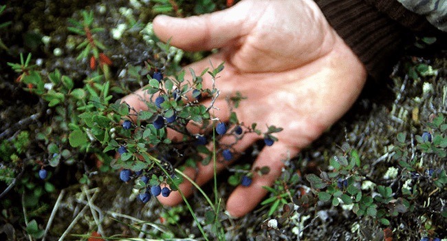 Wild Blueberries