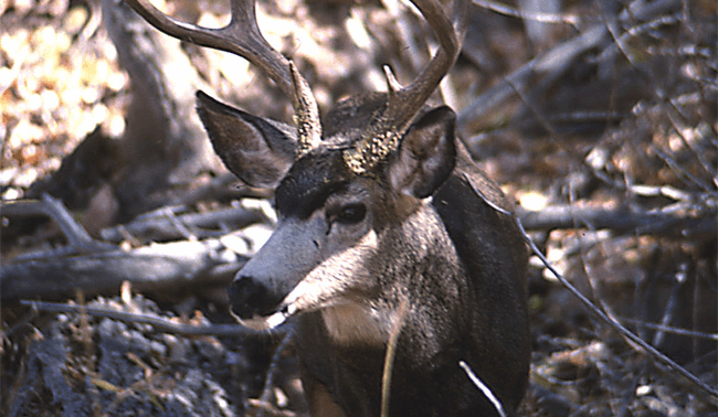 Mule Deer