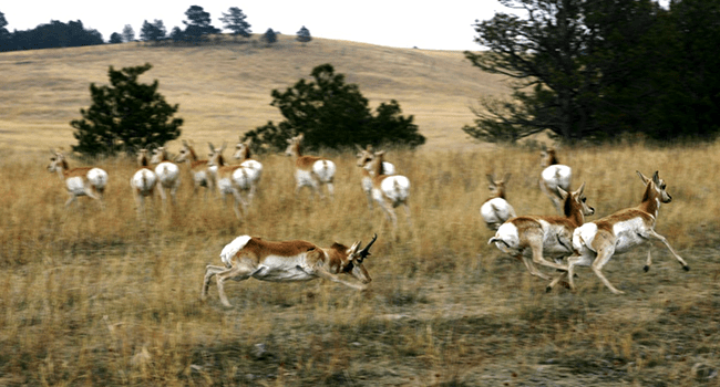 The All-American Pronghorn - NSSF Let's Go Hunting