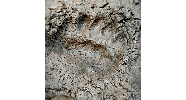 bear paw track