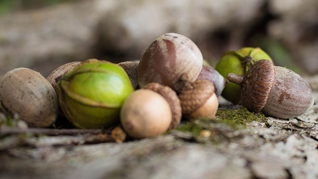 various nuts including acorns, beech nuts and hickory nuts