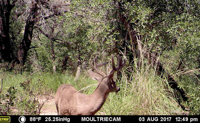 Bedding Thickets