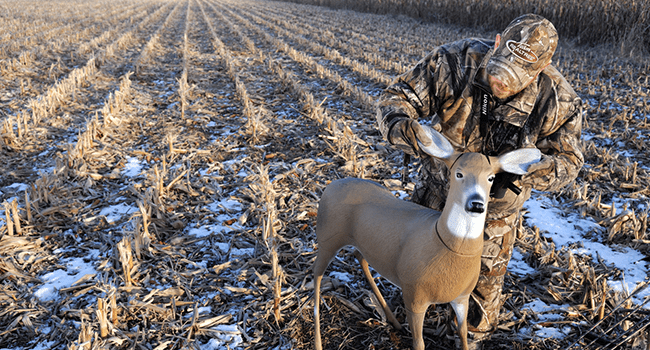 Male Hunter setting up a Doe Decoy