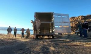 Partner with a Payer - Bighorn Sheep Population Management