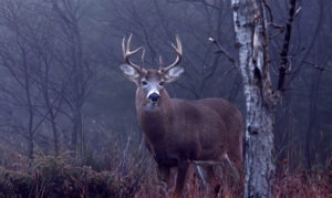 White tail deer hunting during the Rut