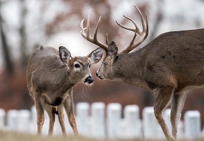 Whitetail deer hunting