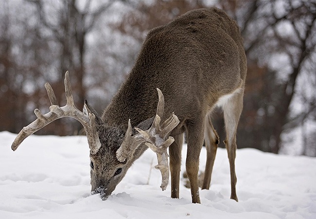 whitetail hunting