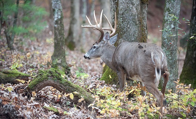 Tracking Deer