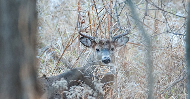 Tracking Deer