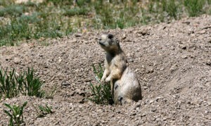 Prairie Dog Hunting