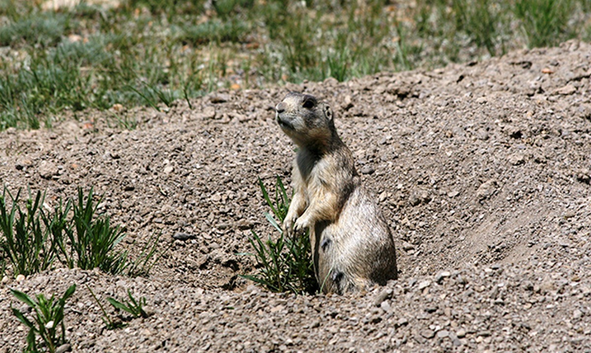 Prairie Dog Hunting An Exciting Adventure in the Wild NSSF Let's Go