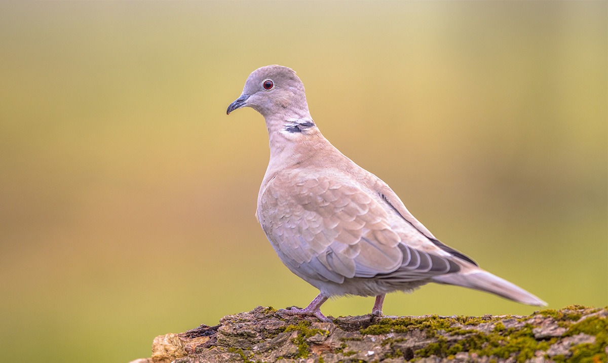 Hunting Eurasian Collared Doves in the USA A Perfect Summer Adventure NSSF Let's Go Hunting