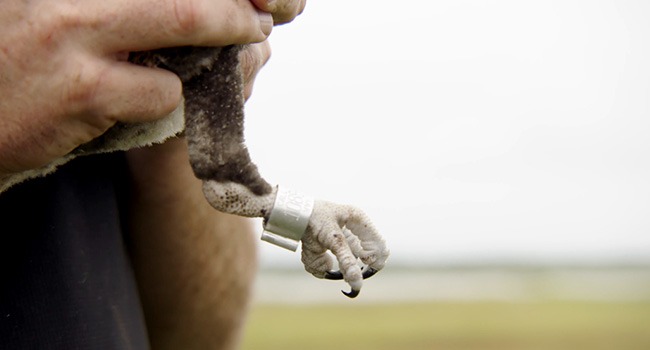 Partner with a Payer - Osprey Banding