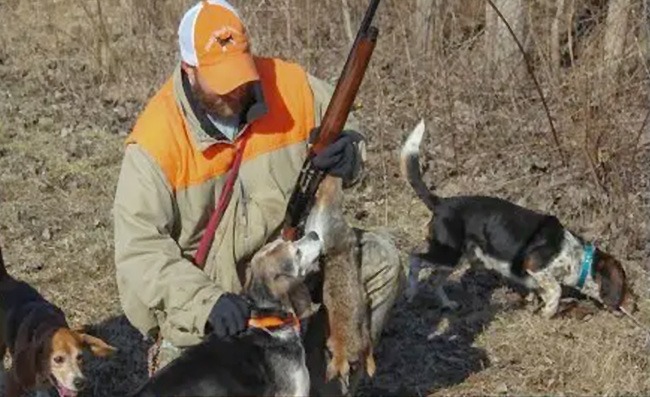 Rabbit Hunting with dogs