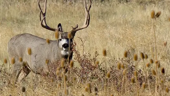 Healthy Ohio Deer