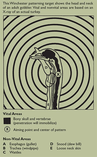 Patterning Target on Adult Turkey
