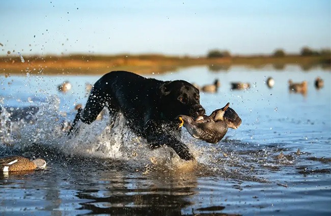 +ONE Bird Dog