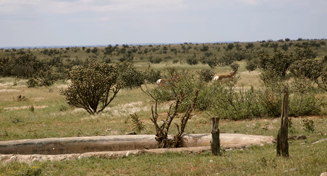 Cruising pronghorn