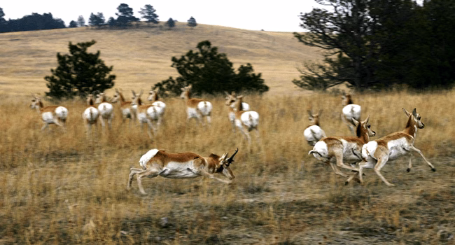 pronghorn