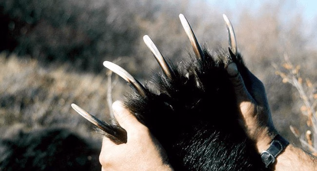 Bear Claw