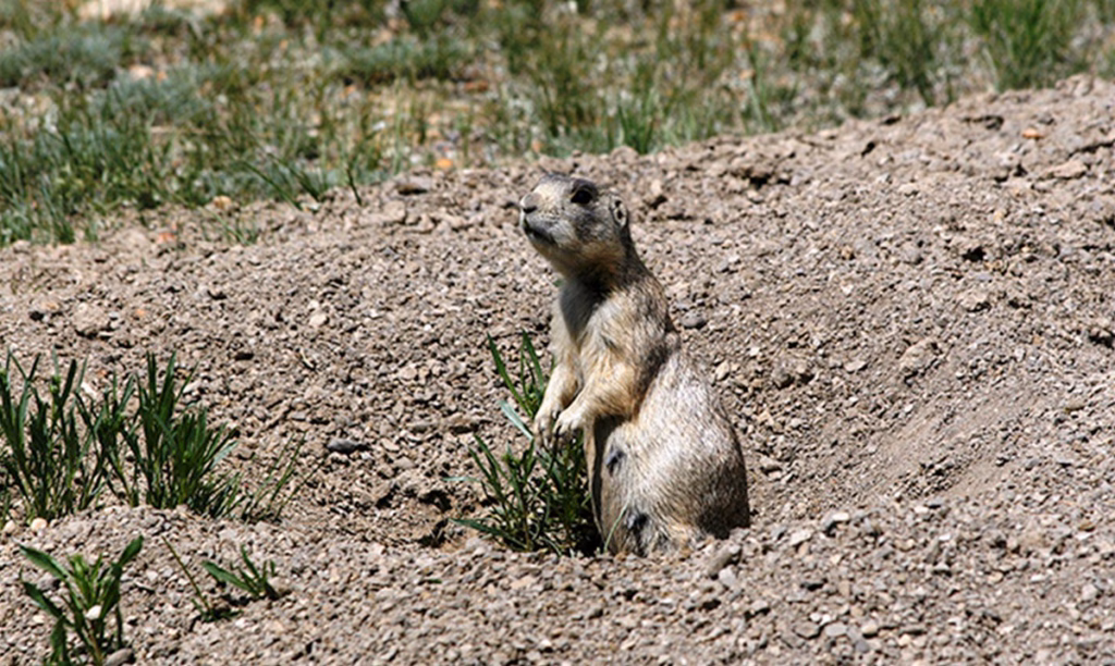 Prairie Dog Hunting