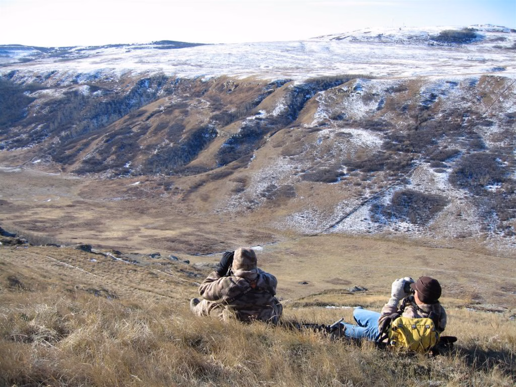 Climbing to a high vantage point and glassing for muleys in open country is a solid technique.