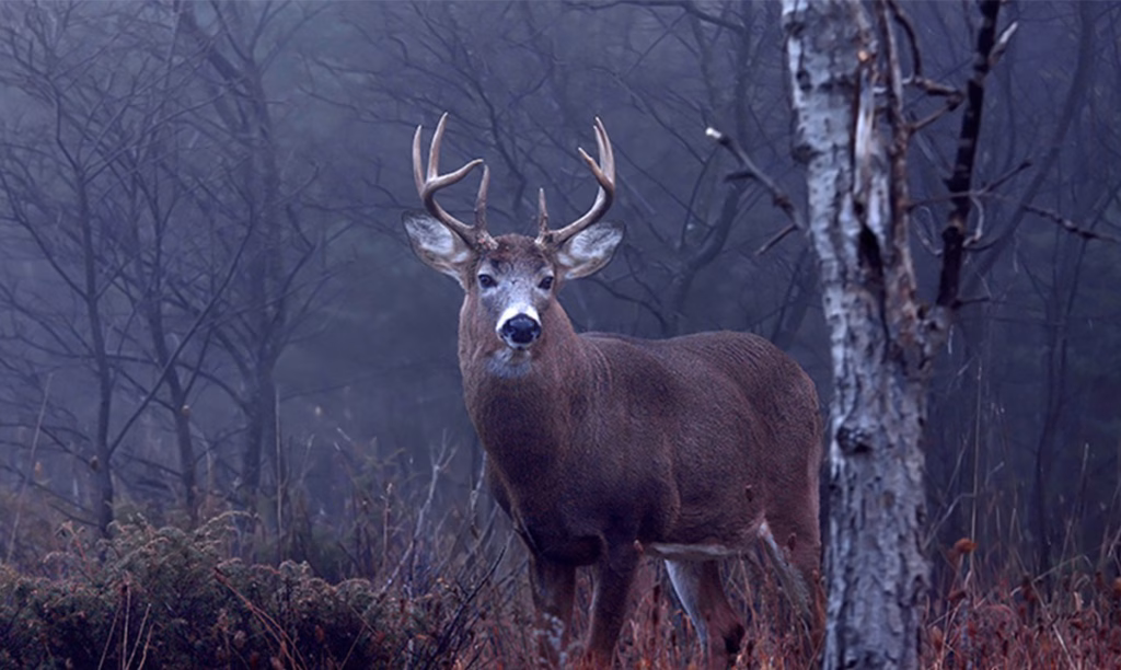 White tail deer hunting during the Rut