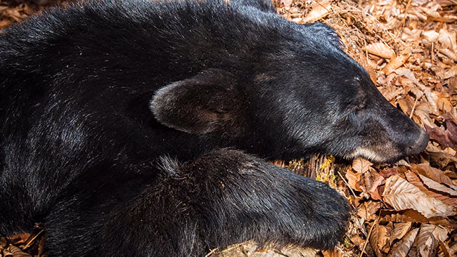 New York black bear