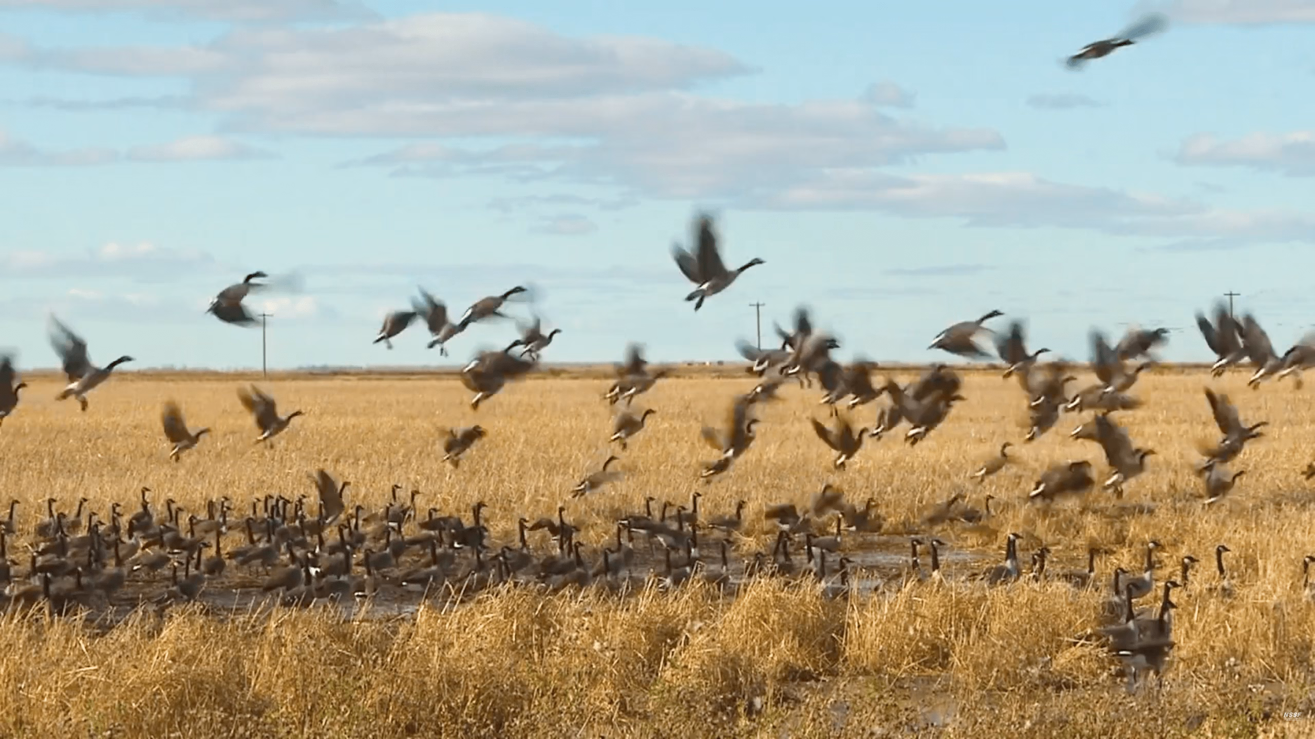 Wildlife Populations