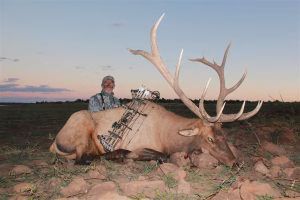 The author drew a coveted limited-entry Arizona elk tag during the rut and capitalized on the chance with this old monarch that gross-scored 361 Pope & Young points.