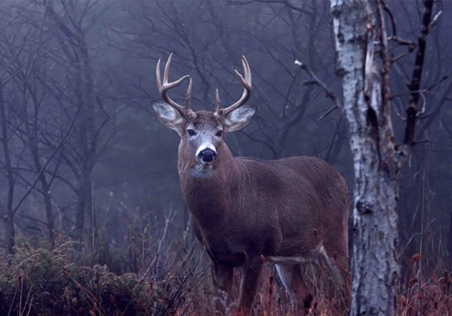 White tail deer hunting during the Rut